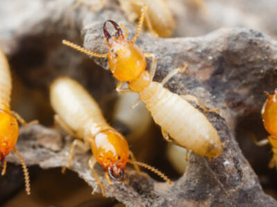 Termite Control